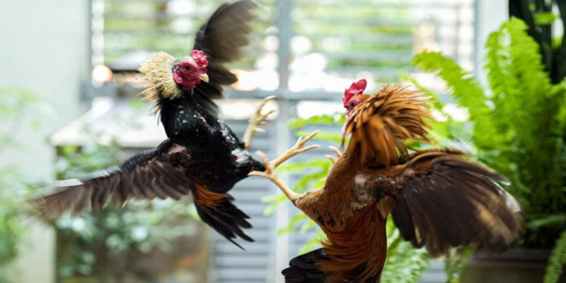 Coi đá gà trực tiếp trên Momo như thế nào? Coi đá gà trực tiếp trên Momo như thế nào?