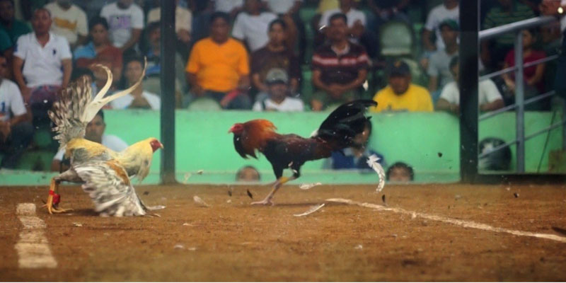 Đôi nét về thể loại đá gà cựa dao trực tiếp hôm nay Đôi nét về thể loại đá gà cựa dao trực tiếp hôm nay
