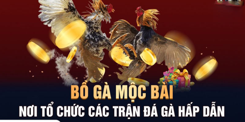 Giới thiệu chung về đá gà trực tiếp casino mộc bài Giới thiệu chung về đá gà trực tiếp casino mộc bài