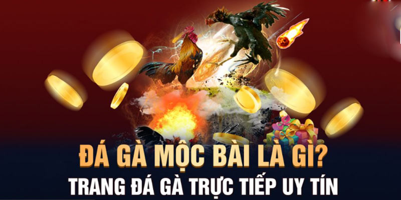 Mộc Bài hiện đang phát triển mạnh mảng đá gà và casino Mộc Bài hiện đang phát triển mạnh mảng đá gà và casino