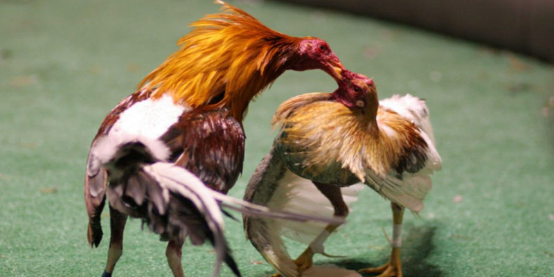 Chơi có trách nhiệm Chơi có trách nhiệm