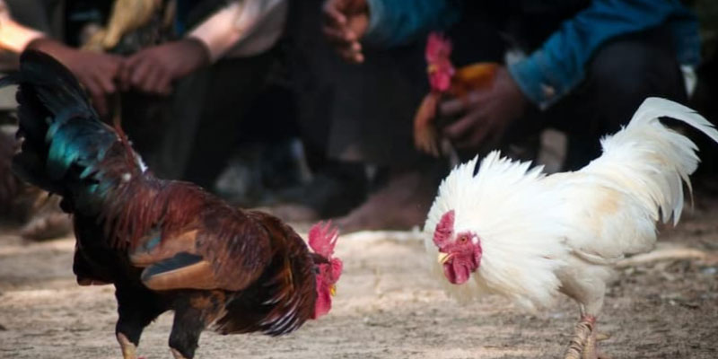 Giới thiệu siêu trường đá gà trực tiếp thomo Giới thiệu siêu trường đá gà trực tiếp thomo
