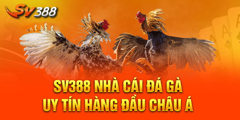 Lưu ý và khuyến cáo khi tham gia đá gà trực tiếp trên SV388 Lưu ý và khuyến cáo khi tham gia đá gà trực tiếp trên SV388