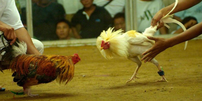 Đôi nét thông tin về đá gà Thomo hôm nay nhanh nhất Đôi nét thông tin về đá gà Thomo hôm nay nhanh nhất