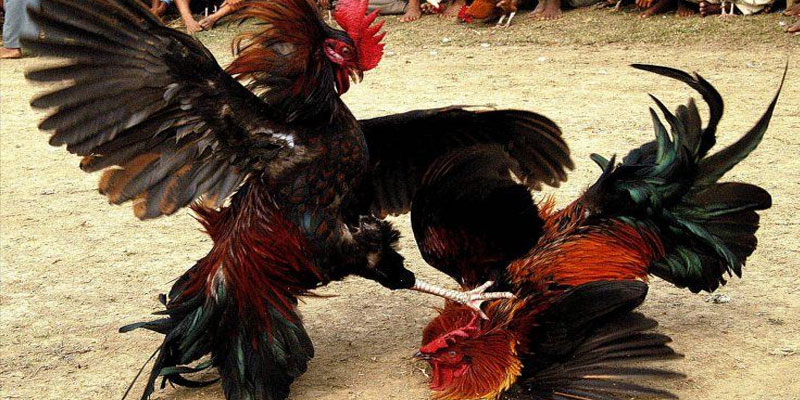 Đôi nét về kèo đá gà trực tiếp người chơi mới cần biết Đôi nét về kèo đá gà trực tiếp người chơi mới cần biết