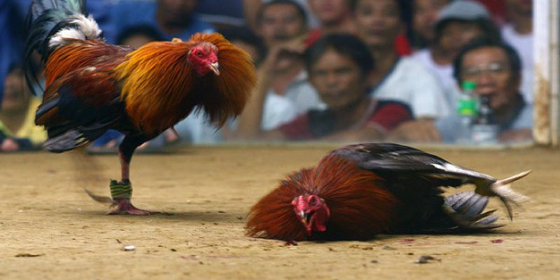 Vài lưu ý quan trọng khi tham gia tại đá gà trực tiếp thomo Vài lưu ý quan trọng khi tham gia tại đá gà trực tiếp thomo