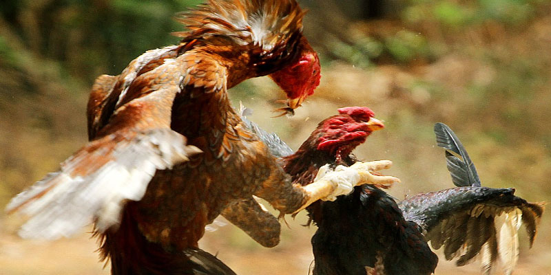 Trang đá gà trực tuyến có điểm gì khác với trò chơi truyền thống? Trang đá gà trực tuyến có điểm gì khác với trò chơi truyền thống?