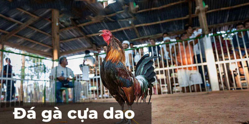 Các tính năng mới nhất của đá gà trực tiếp Thomo cựa dao năm 2023 Các tính năng mới nhất của đá gà trực tiếp Thomo cựa dao năm 2023
