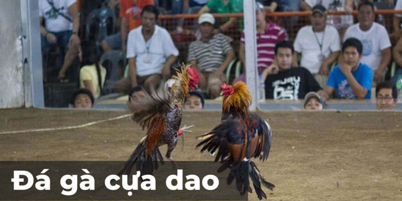Đặc điểm của đá gà trực tiếp Thomo cựa dao mới nhất năm 2023 Đặc điểm của đá gà trực tiếp Thomo cựa dao mới nhất năm 2023