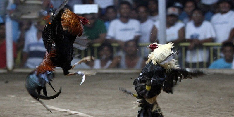 Một vài nét về đá gà trực tiếp Thomo cựa dao Một vài nét về đá gà trực tiếp Thomo cựa dao