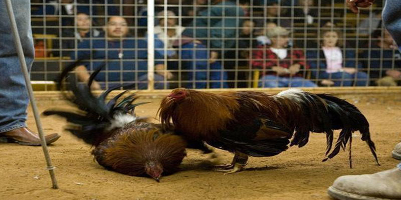 Cơ hội kiếm lời với đá gà trực tiếp 388 Cơ hội kiếm lời với đá gà trực tiếp 388