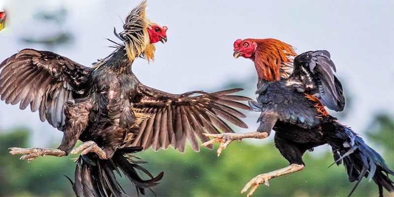Những lưu ý khi người chơi tham gia đá gà trực tiếp 6 11 Những lưu ý khi người chơi tham gia đá gà trực tiếp 6 11
