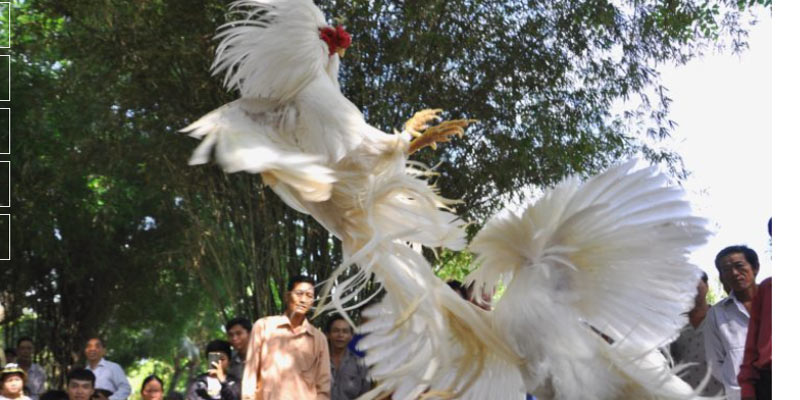 Những ưu điểm nổi bật khi chơi AE3888 đá gà trực tiếp Những ưu điểm nổi bật khi chơi AE3888 đá gà trực tiếp