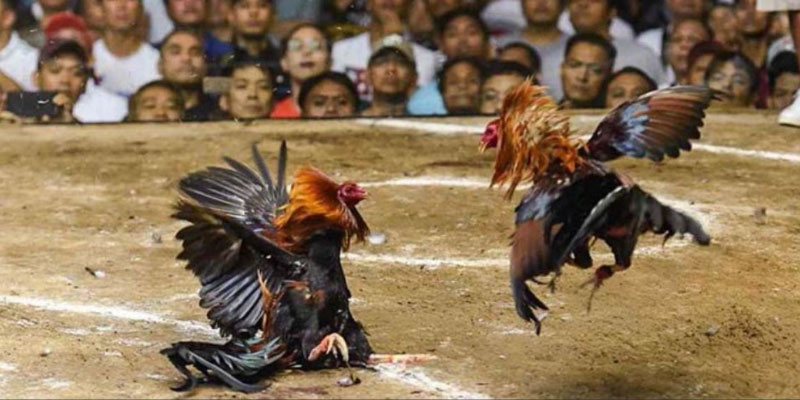 Theo dõi kỹ càng biểu hiện của đối thủ Theo dõi kỹ càng biểu hiện của đối thủ