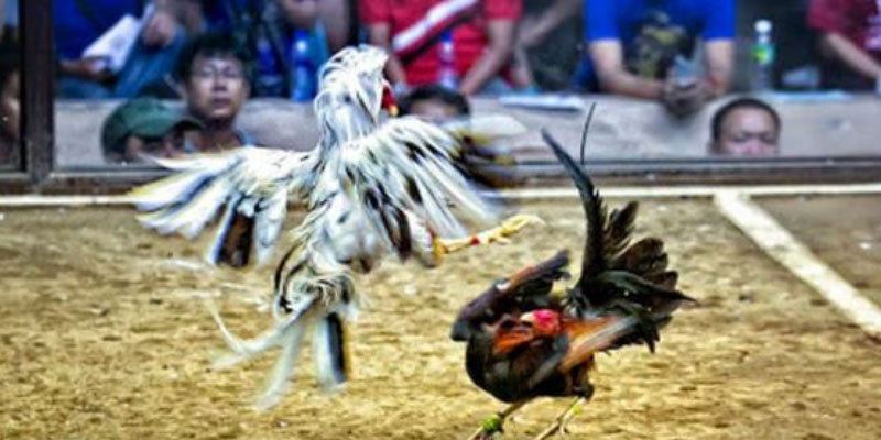 Kết quả đá gà trực tiếp ngày 22 thắng 9 Kết quả đá gà trực tiếp ngày 22 thắng 9