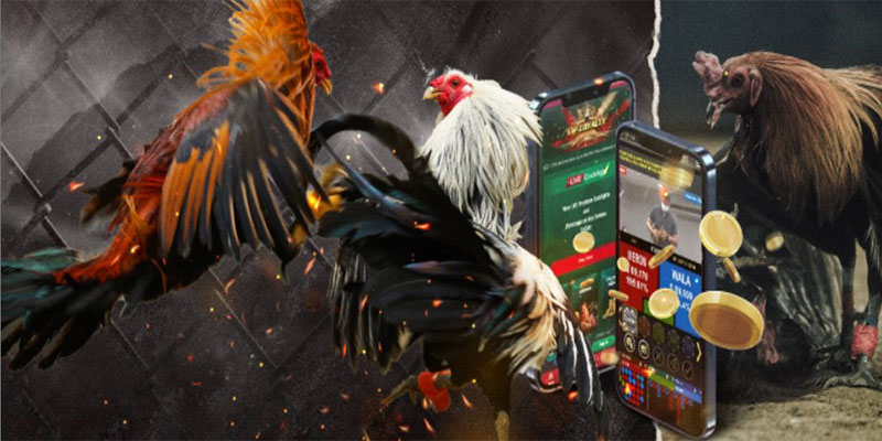 Đá gà trực tiếp SV388 tốt nhất Việt Nam là gì? Đá gà trực tiếp SV388 tốt nhất Việt Nam là gì?