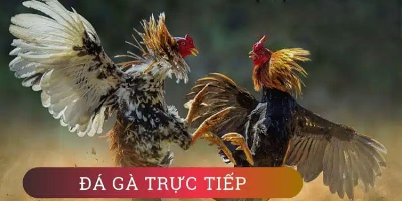 M88 - Địa chỉ cung cấp những trận đá gà kinh điển qua link đá gà trực tiếp chất lượng M88 - Địa chỉ cung cấp những trận đá gà kinh điển qua link đá gà trực tiếp chất lượng