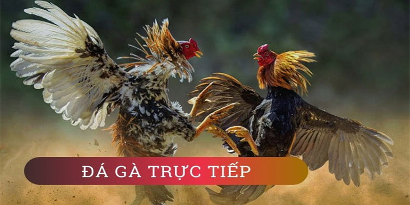 Thông tin sơ bộ về nhà cái đá gà SV388 Thông tin sơ bộ về nhà cái đá gà SV388