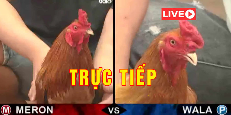 Đá gà trực tiếp còn mang lại cho người chơi những lợi ích khác Đá gà trực tiếp còn mang lại cho người chơi những lợi ích khác