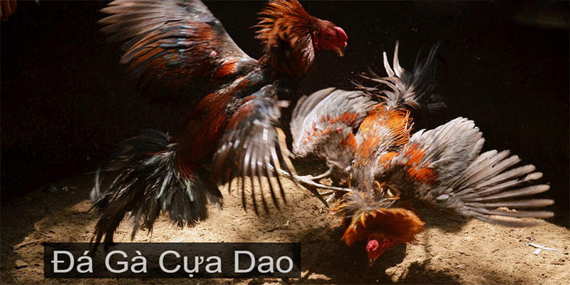 Những tiêu chí đánh giá trang đăng ký đá gà cựa dao trực tiếp uy tín Những tiêu chí đánh giá trang đăng ký đá gà cựa dao trực tiếp uy tín
