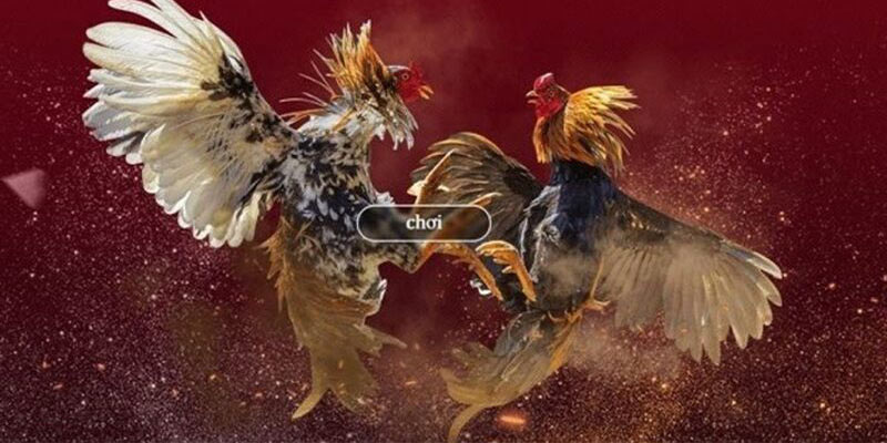 Những lưu ý khi đánh giá app đá gà trực tiếp chất lượng Những lưu ý khi đánh giá app đá gà trực tiếp chất lượng