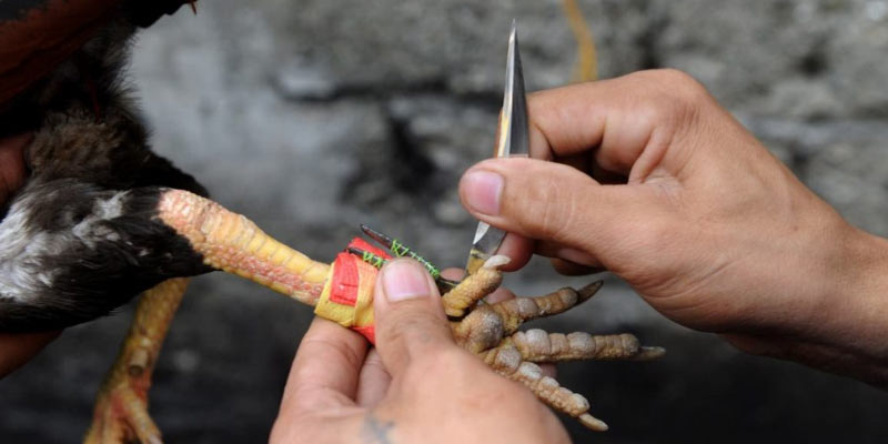 Gà chọi Mỹ đầy tiềm năng Gà chọi Mỹ đầy tiềm năng