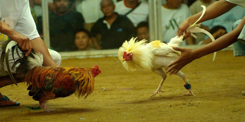 Tổng hợp những chiến kê phổ biến trong đá gà trực tiếp hôm nay cua dao Tổng hợp những chiến kê phổ biến trong đá gà trực tiếp hôm nay cua dao