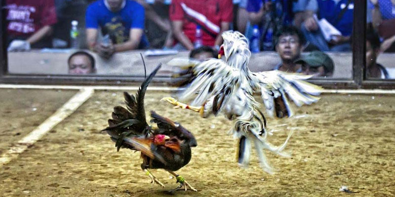 Một số lưu ý cơ bản khi đăng ký đá gà trực tiếp Philippines cựa dao Một số lưu ý cơ bản khi đăng ký đá gà trực tiếp Philippines cựa dao