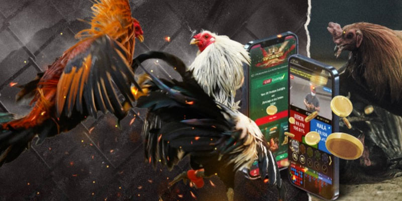 Lợi thế khi xem đá gà trực tiếp 179 hôm nay Lợi thế khi xem đá gà trực tiếp 179 hôm nay