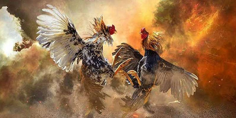 Giới thiệu về đá gà trực tiếp 179 Giới thiệu về đá gà trực tiếp 179