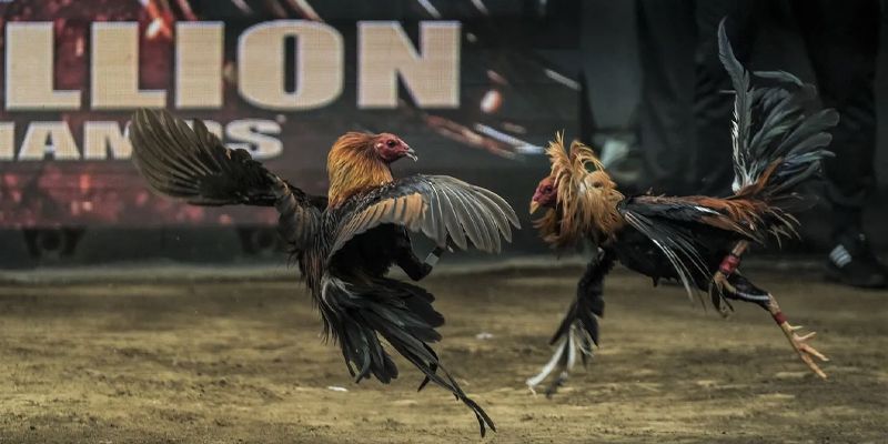 Theo dõi đá gà trực tiếp châu âu ở đâu Theo dõi đá gà trực tiếp châu âu ở đâu