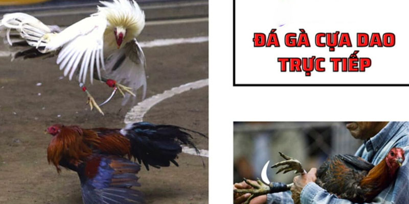 Đá gà trực tiếp dao được biết đến là một trong số rất nhiều hình thức cá cược đá gà Đá gà trực tiếp dao được biết đến là một trong số rất nhiều hình thức cá cược đá gà