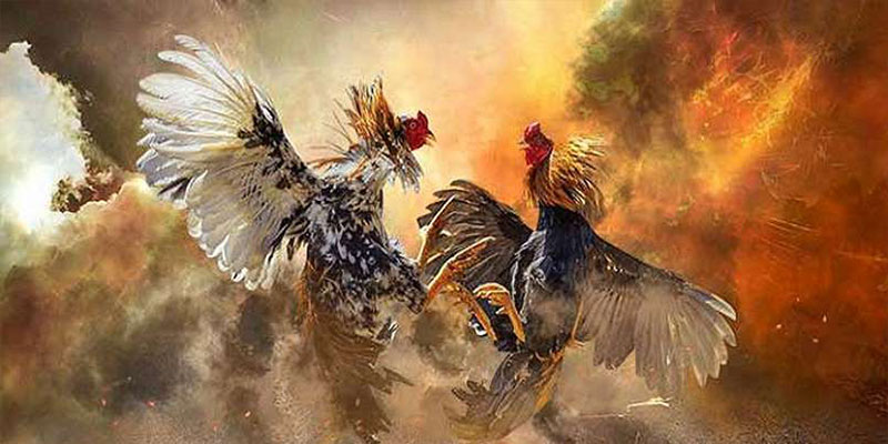 Những lưu ý khi tham gia xem đá gà trực tiếp Thái Lan - đá gà 24/7 hôm nay Những lưu ý khi tham gia xem đá gà trực tiếp Thái Lan - đá gà 24/7 hôm nay