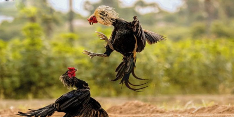 Có cơ hội trải nghiệm nhiều về văn hóa của Thái Lan Có cơ hội trải nghiệm nhiều về văn hóa của Thái Lan