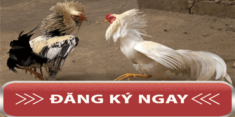 Hướng dẫn tạo tài khoản đá gà trực tiếp cơ bản nhất Hướng dẫn tạo tài khoản đá gà trực tiếp cơ bản nhất