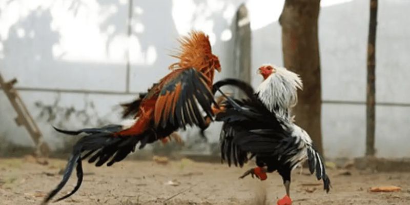 Những lưu ý khi xem đá gà trực tiếp gà Mỹ Những lưu ý khi xem đá gà trực tiếp gà Mỹ