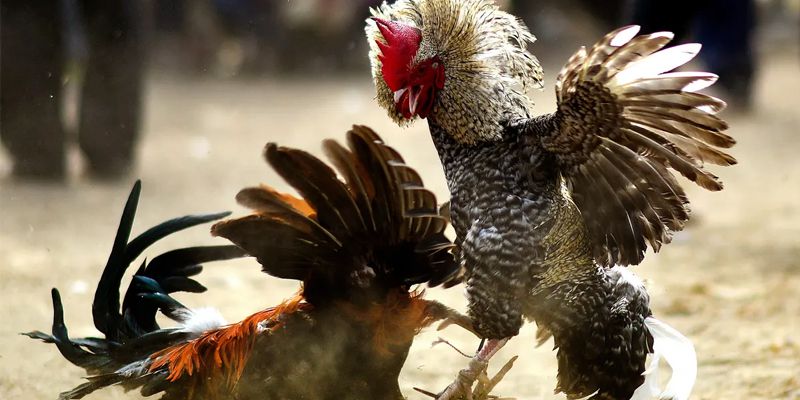 Những lưu ý khi tham gia trực tiếp đá gà đòn Thái Lan