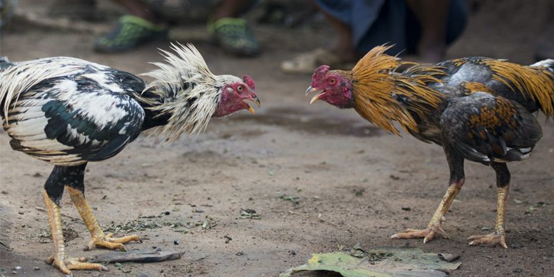 Kinh nghiệm chơi đá gà trực tiếp hôm nay SV388 dành cho tân thủ Kinh nghiệm chơi đá gà trực tiếp hôm nay SV388 dành cho tân thủ
