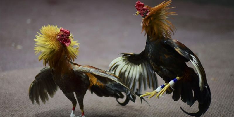 Hướng dẫn xem và chơi đá gà trực tiếp hôm nay SV388 Hướng dẫn xem và chơi đá gà trực tiếp hôm nay SV388