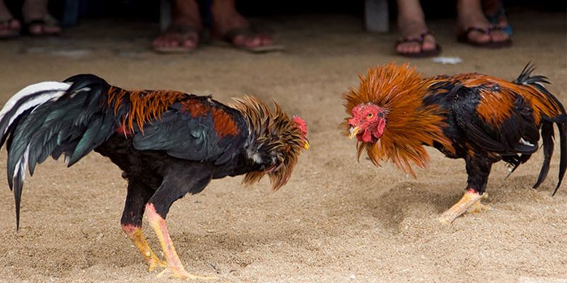 Đa dạng lựa chọn cá cược Đa dạng lựa chọn cá cược