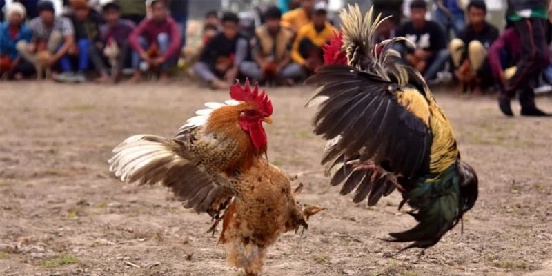 Ưu điểm khi chơi đá gà trực tiếp theo Ưu điểm khi chơi đá gà trực tiếp theo