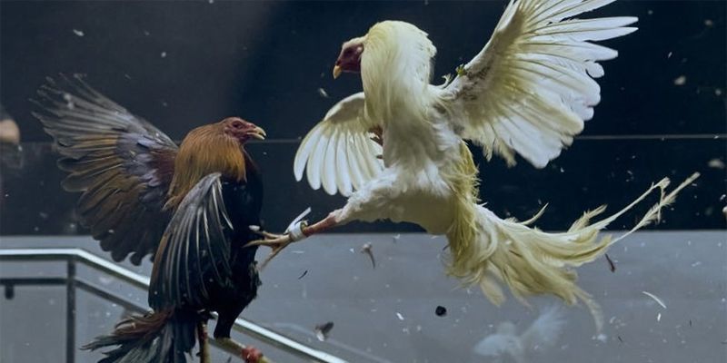 Yếu tố quan trọng nhất khi chơi đá gà trực tuyến là theo dõi tỷ lệ cược từ nhà cái. Yếu tố quan trọng nhất khi chơi đá gà trực tuyến là theo dõi tỷ lệ cược từ nhà cái.