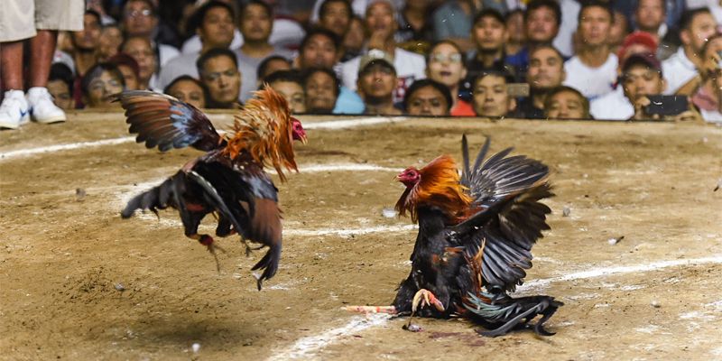 Đá Gà Trực Tiếp VS388 - 03 Bước Mở Tài Khoản Siêu Nhanh