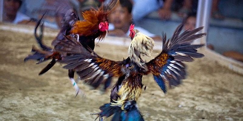 Đôi nét về địa chỉ đá gà trực tiếp VS388 Đôi nét về địa chỉ đá gà trực tiếp VS388