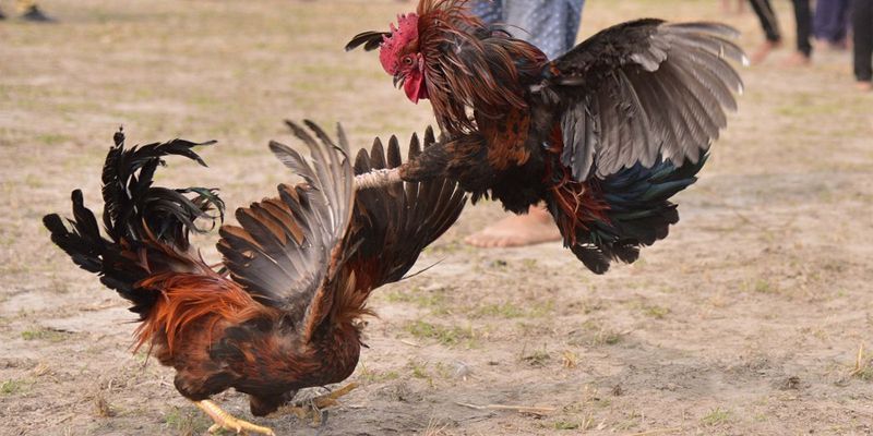 Đá gà trực tiếp gà Mỹ - Hình thức giải trí thông dụng Đá gà trực tiếp gà Mỹ - Hình thức giải trí thông dụng