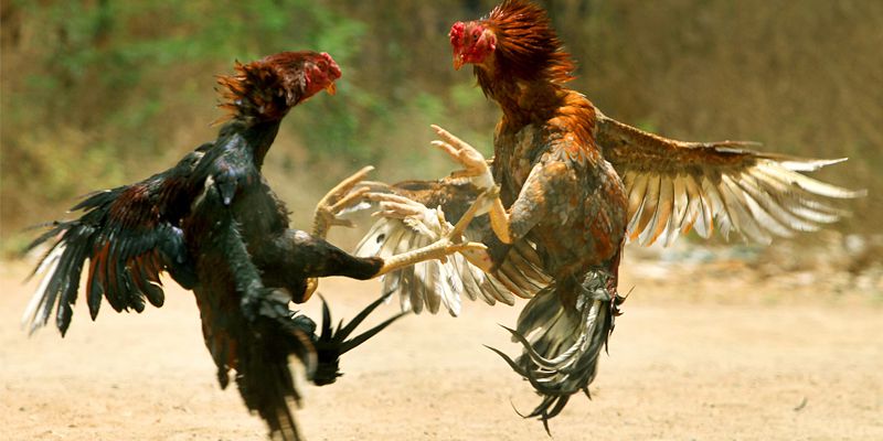 Kinh nghiệm chơi đá gà trực tiếp ngày 6 tháng 10 hiệu quả