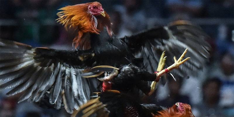 Đá gà trực tiếp 68 dễ dàng sử dụng, thao tác và siêu tiện lợi Đá gà trực tiếp 68 dễ dàng sử dụng, thao tác và siêu tiện lợi