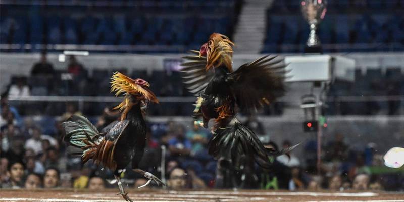 Trang đá gà 68 - Đá gà trực tiếp 68 là gì? Trang đá gà 68 - Đá gà trực tiếp 68 là gì?