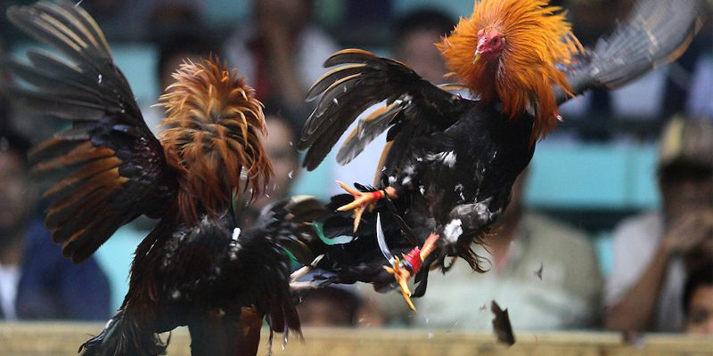 Sang trực tiếp tại các sàn đá gà Sang trực tiếp tại các sàn đá gà