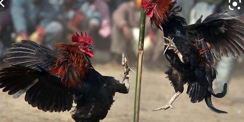 Nguồn gốc của trò chơi đá gà cựa dao Nguồn gốc của trò chơi đá gà cựa dao